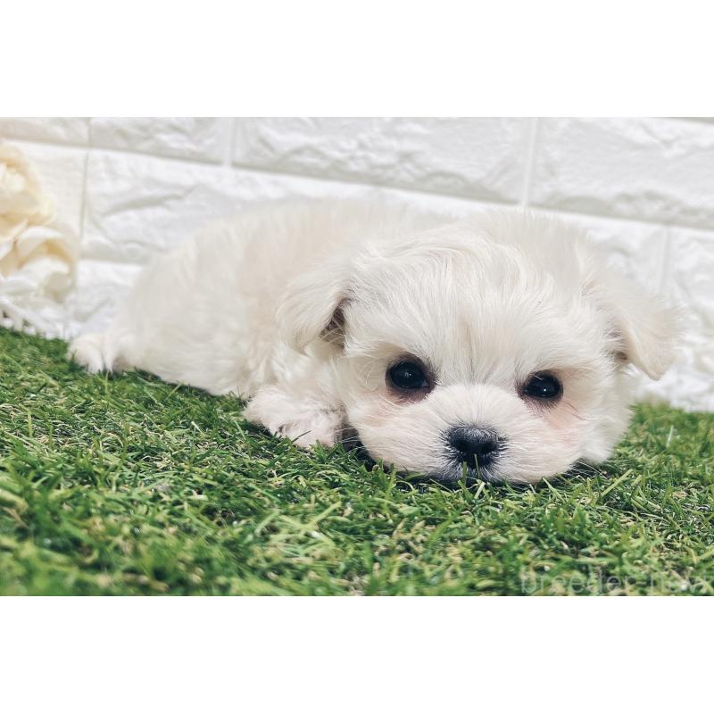 販売中の福岡県のチワマル:チワワ×マルチーズ-414966の27枚目