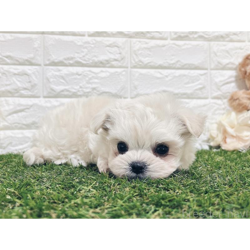 販売中の福岡県のチワマル:チワワ×マルチーズ-414966の26枚目