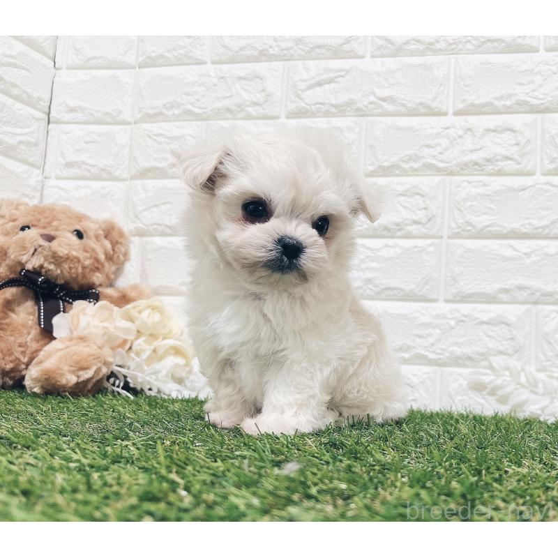 販売中の福岡県のチワマル:チワワ×マルチーズ-414966の25枚目