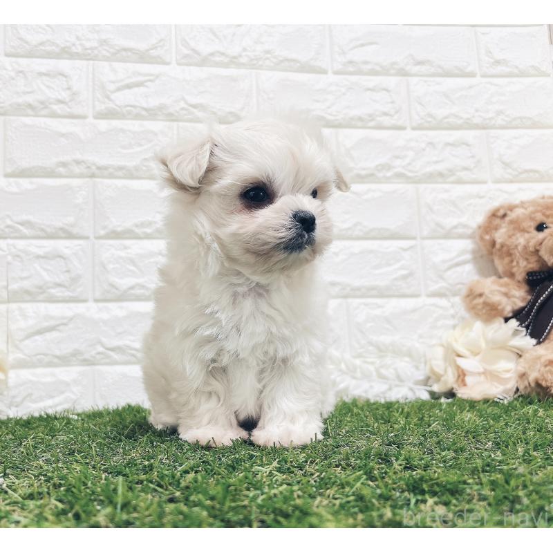 販売中の福岡県のチワマル:チワワ×マルチーズ-414966の24枚目