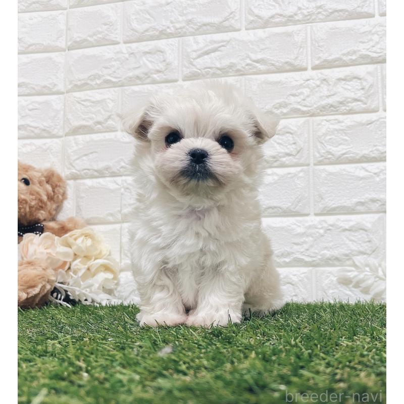 販売中の福岡県のチワマル:チワワ×マルチーズ-414966の23枚目