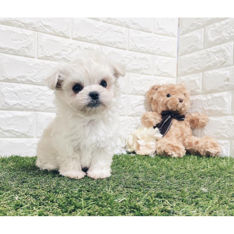 販売中の福岡県のチワマル:チワワ×マルチーズ-414966の22枚目