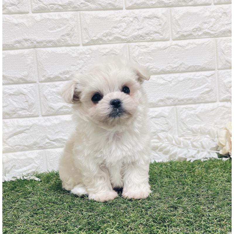 販売中の福岡県のチワマル:チワワ×マルチーズ-414966の21枚目