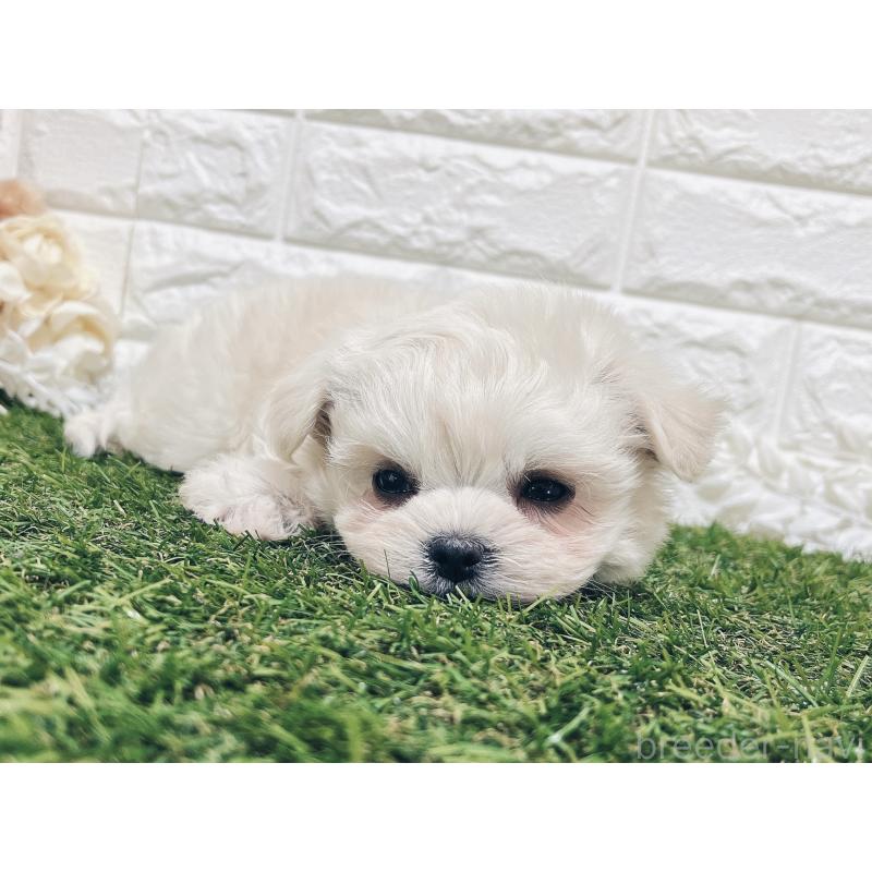 販売中の福岡県のチワマル:チワワ×マルチーズ-414966の20枚目
