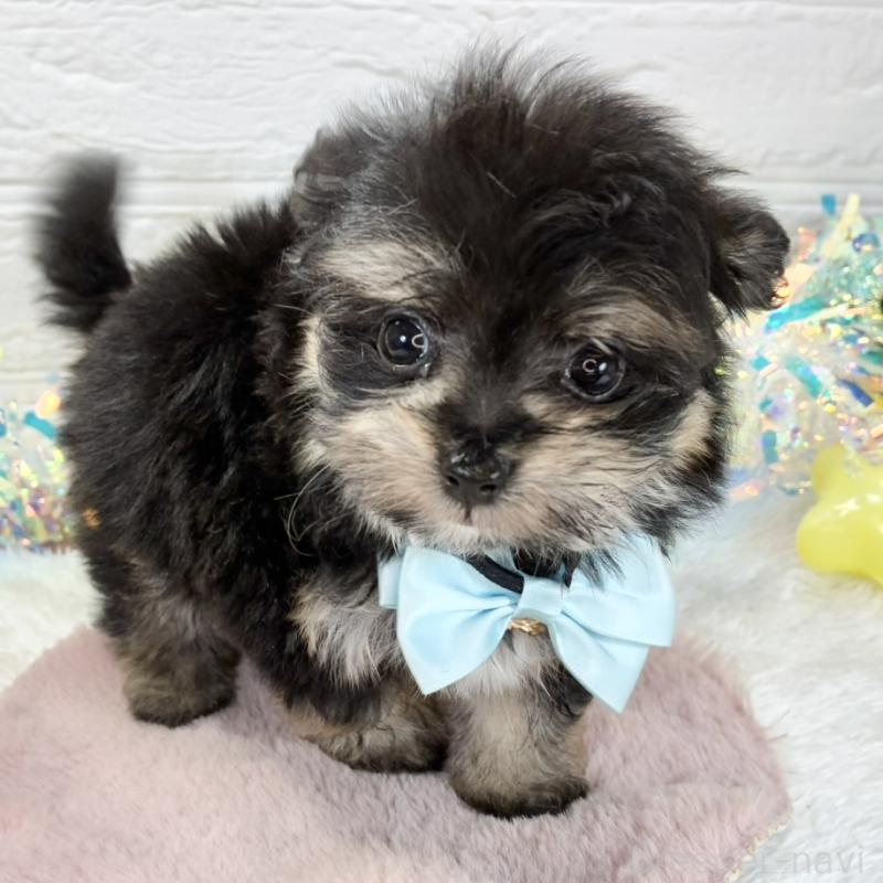 販売中の岐阜県のポメマル:ポメラニアン×マルチーズ-425075