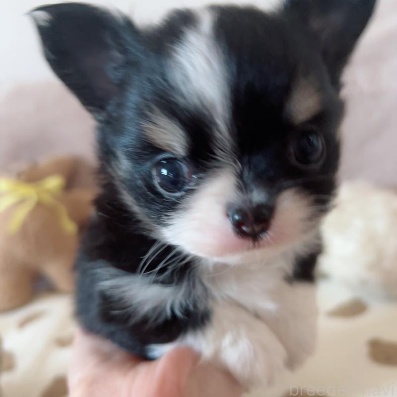 成約済の愛知県のチワワ(ロングコート)-421367の3枚目