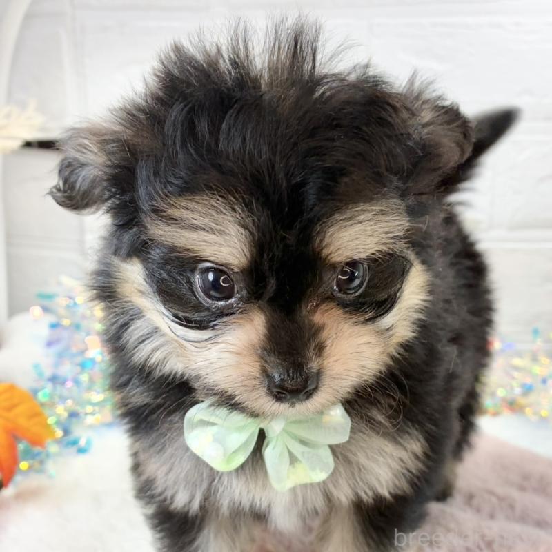 販売中の岐阜県のポメマル:ポメラニアン×マルチーズ-425077