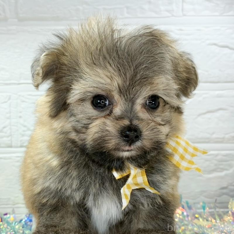 販売中の岐阜県のポメマル:ポメラニアン×マルチーズ-425078の1枚目