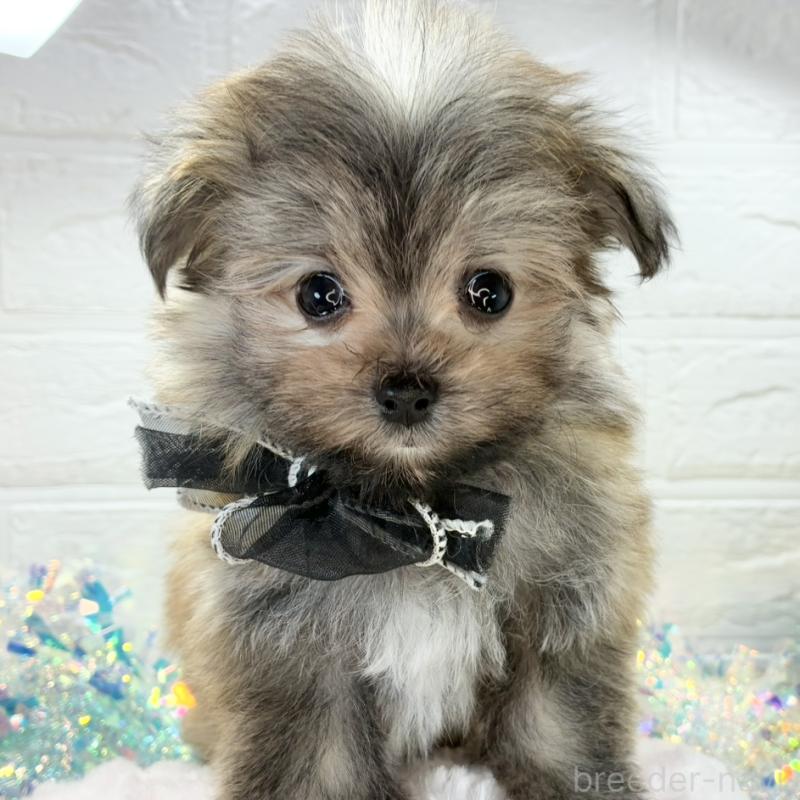 販売中の岐阜県のポメマル:ポメラニアン×マルチーズ-425079