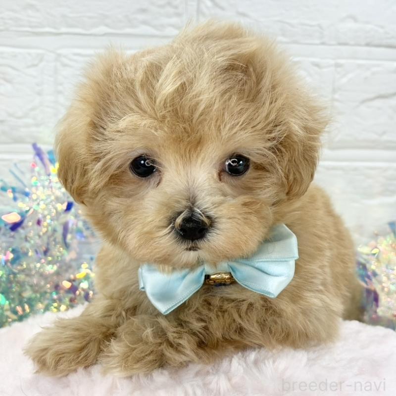 販売中の岐阜県のマルプー:マルチーズ×トイプードル-425081の1枚目