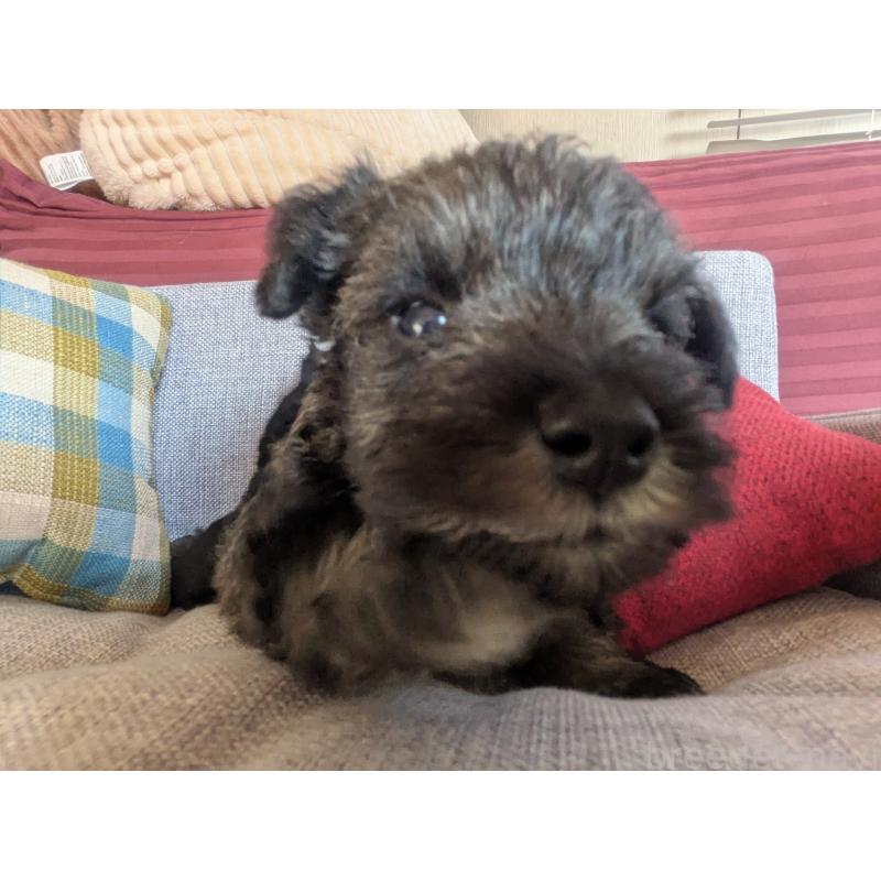 販売中の福岡県のミニチュアシュナウザー-425082の8枚目