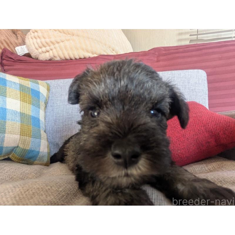 販売中の福岡県のミニチュアシュナウザー-425082の7枚目