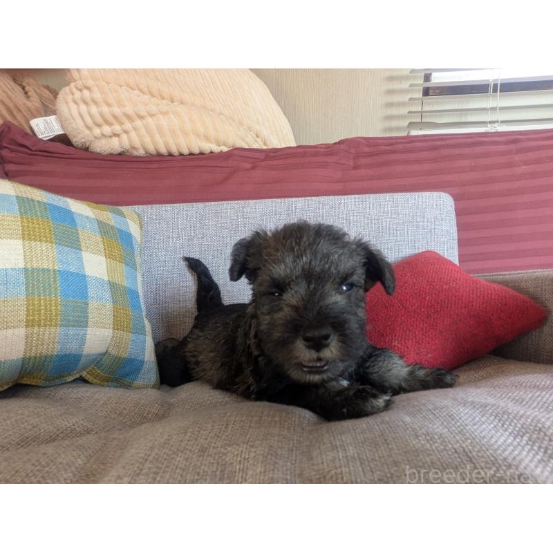 販売中の福岡県のミニチュアシュナウザー-425082の6枚目