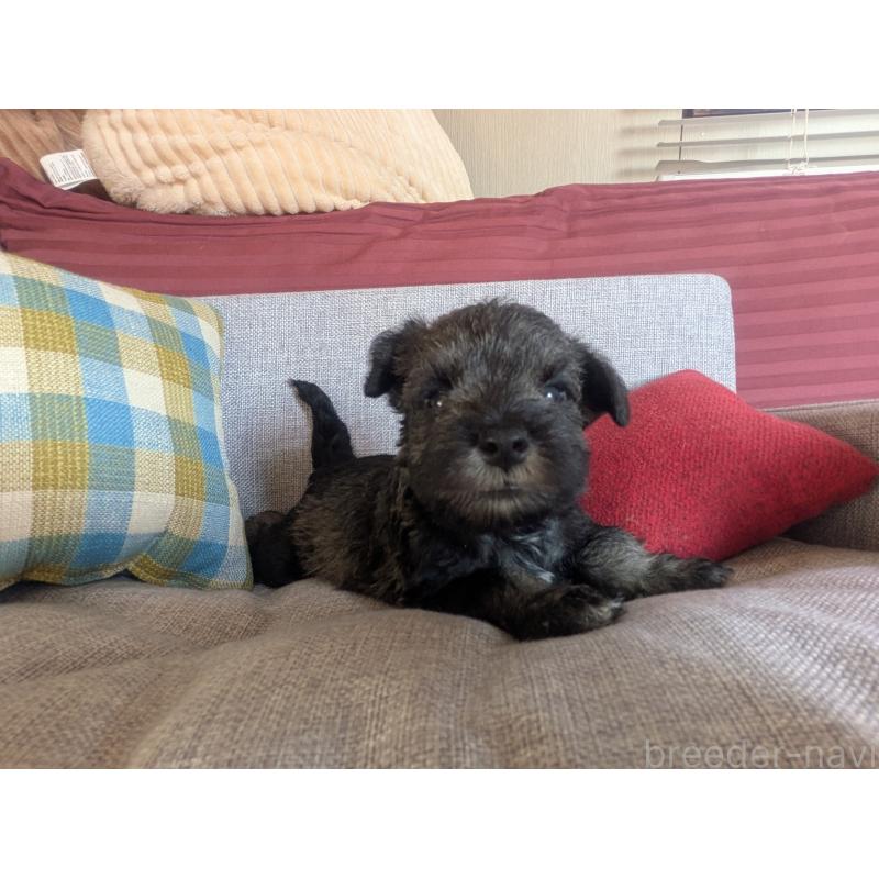 販売中の福岡県のミニチュアシュナウザー-425082の5枚目