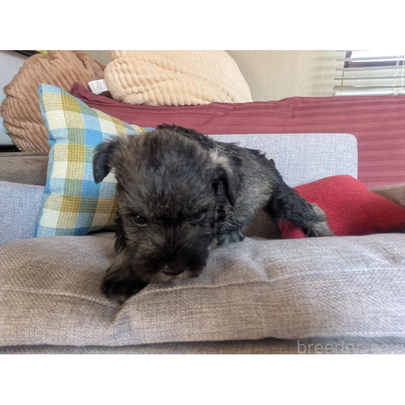 販売中の福岡県のミニチュアシュナウザー-425082の4枚目