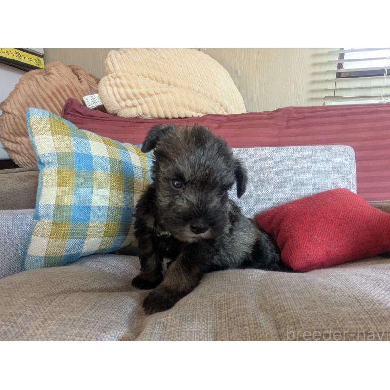 販売中の福岡県のミニチュアシュナウザー-425082の3枚目