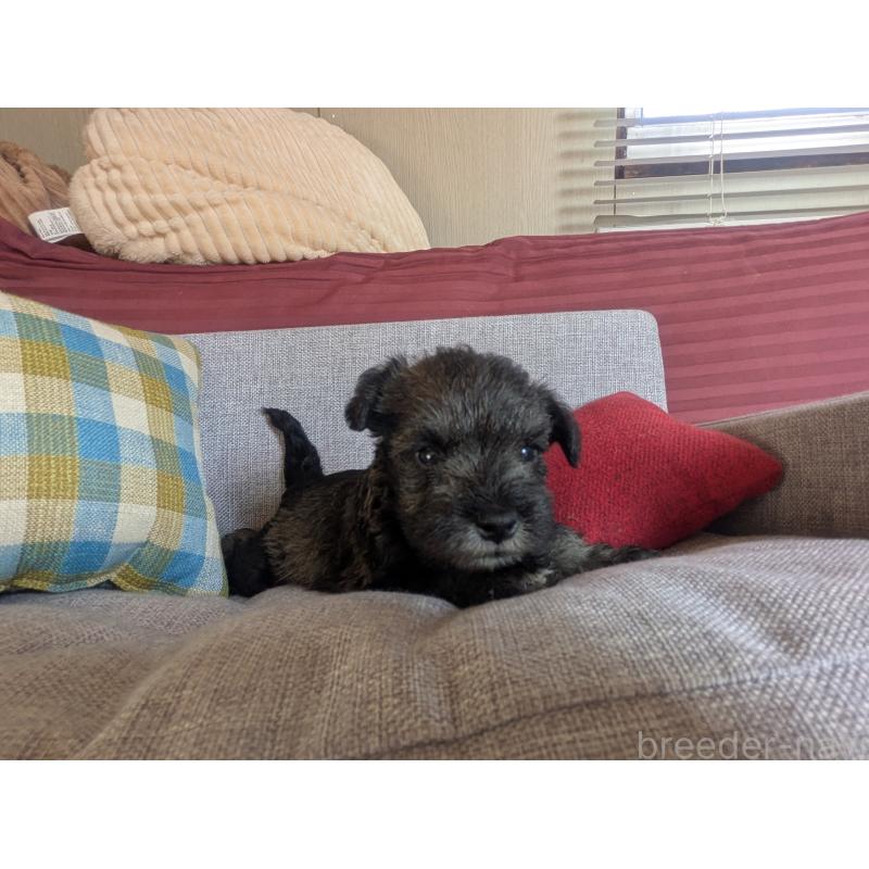 販売中の福岡県のミニチュアシュナウザー-425082の2枚目