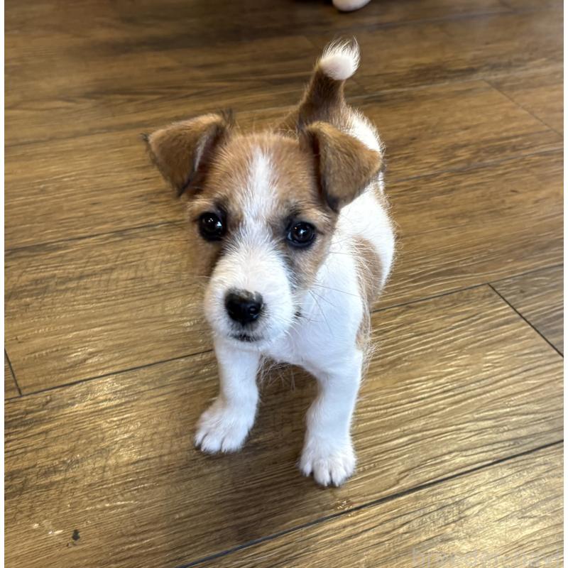 成約済の京都府のジャックラッセルテリア-422311の4枚目