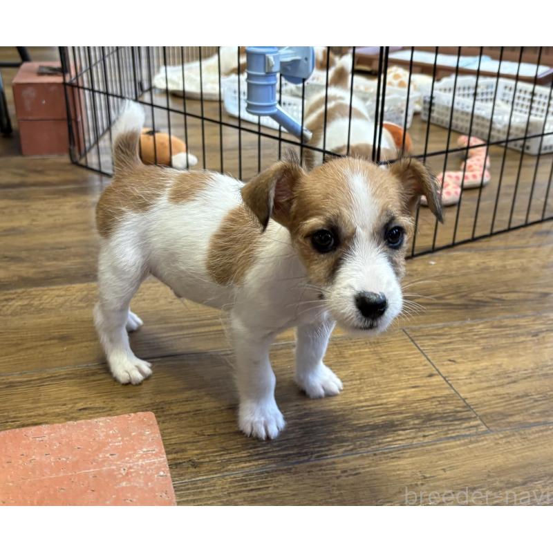 成約済の京都府のジャックラッセルテリア-422311の3枚目