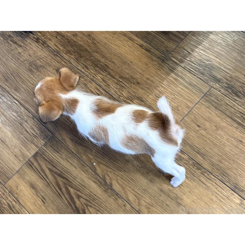 成約済の京都府のジャックラッセルテリア-422311の2枚目