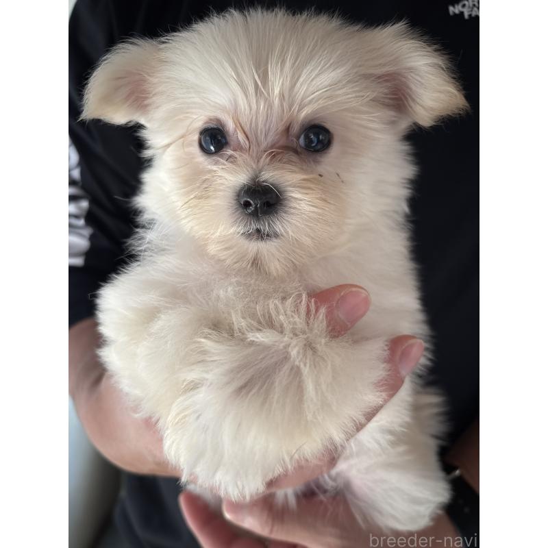 販売中の熊本県のポメマル:ポメラニアン×マルチーズ-417779の3枚目