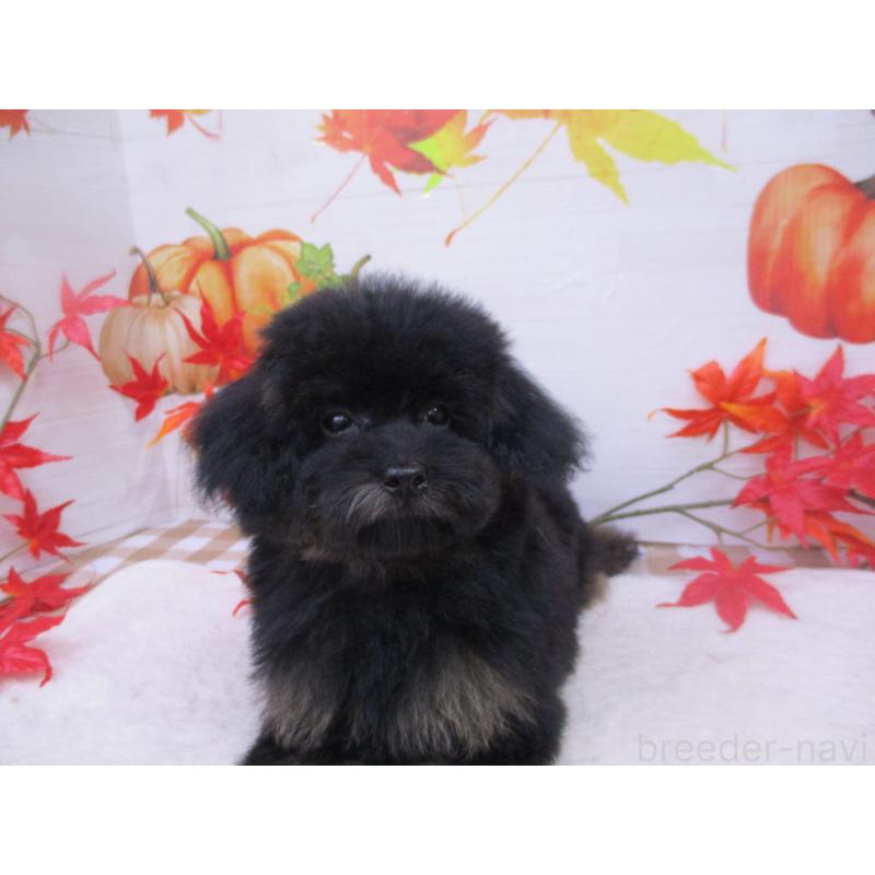 販売中の鳥取県のタイニープードル-420050の2枚目