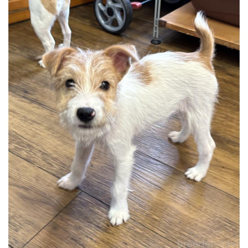 販売中の京都府のジャックラッセルテリア-425083の5枚目