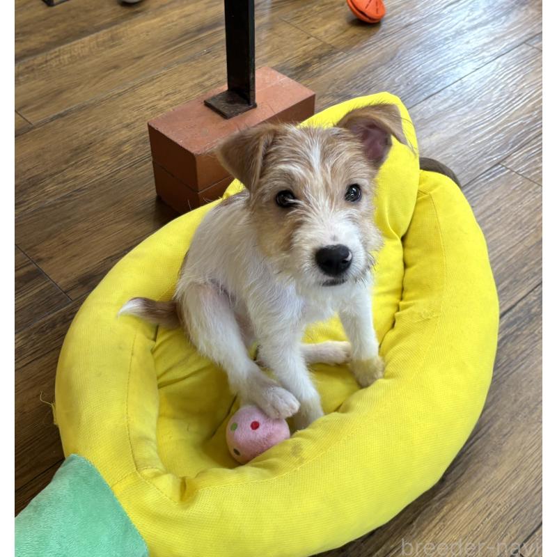 販売中の京都府のジャックラッセルテリア-425083の4枚目