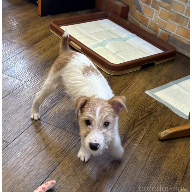 販売中の京都府のジャックラッセルテリア-425083の3枚目