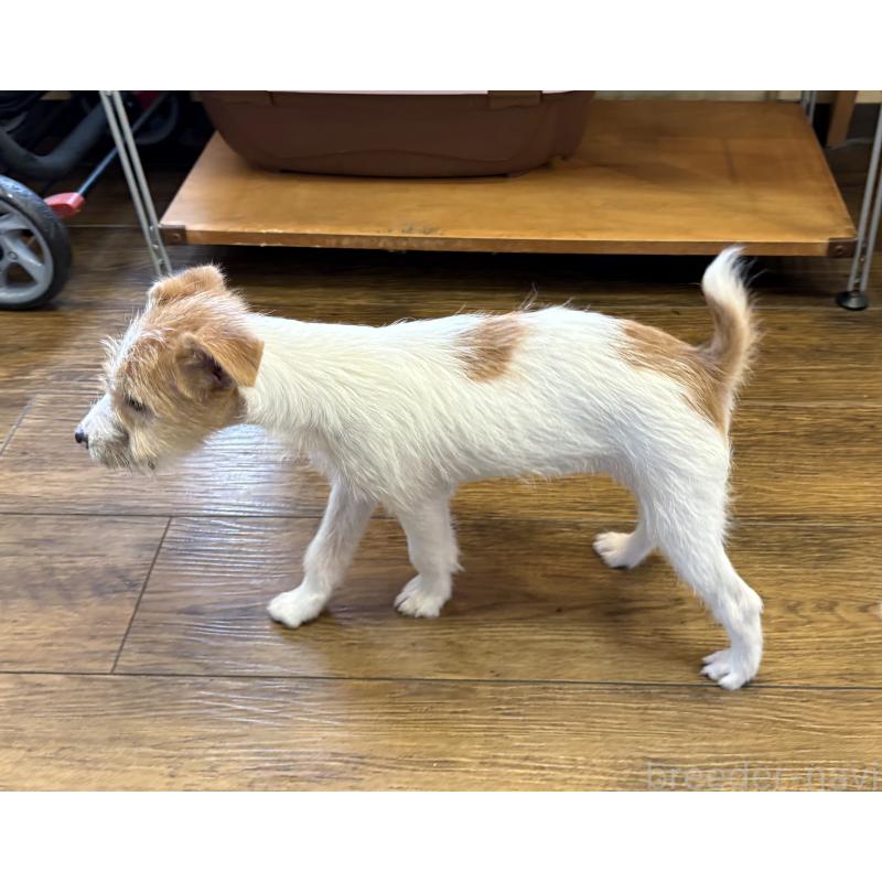 販売中の京都府のジャックラッセルテリア-425083の2枚目