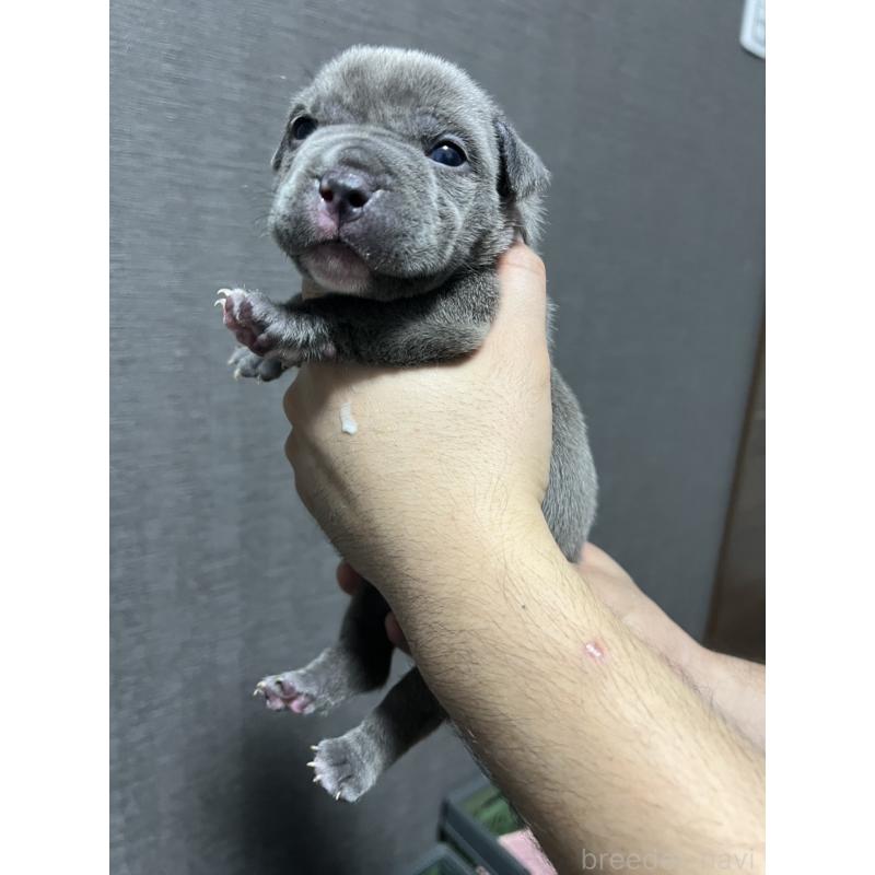 販売中の香川県のアメリカンブリー-423598の9枚目