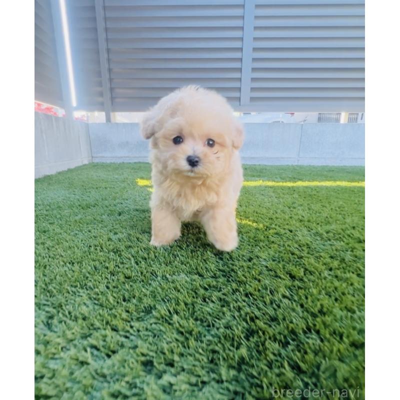 販売中の福岡県のミックス犬-425086の10枚目