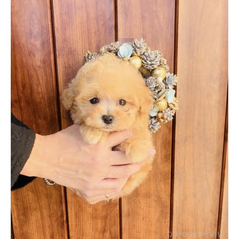 販売中の福岡県のミックス犬-425086の9枚目