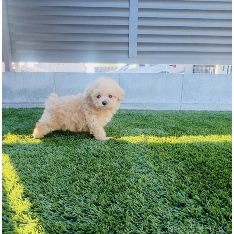 販売中の福岡県のミックス犬-425086の8枚目