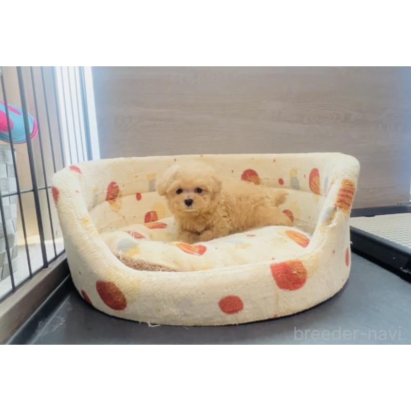 販売中の福岡県のミックス犬-425086の7枚目