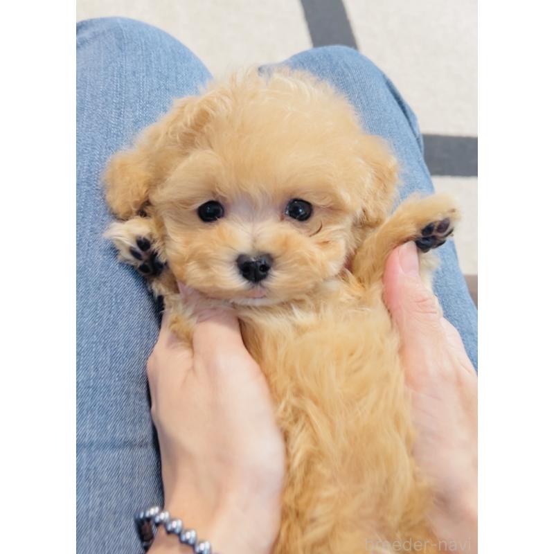 販売中の福岡県のミックス犬-425086の6枚目