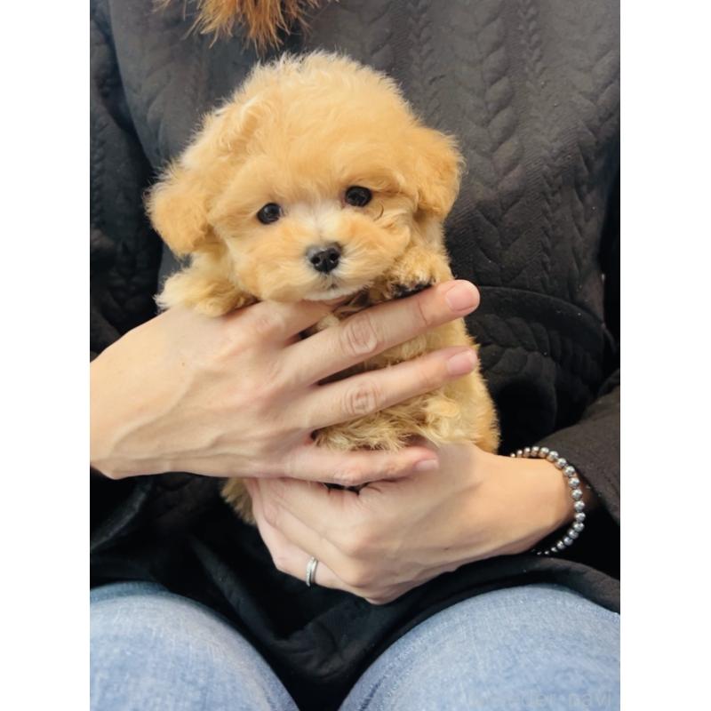 販売中の福岡県のミックス犬-425086の5枚目