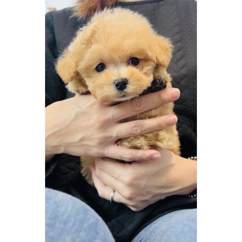 販売中の福岡県のミックス犬-425086の3枚目