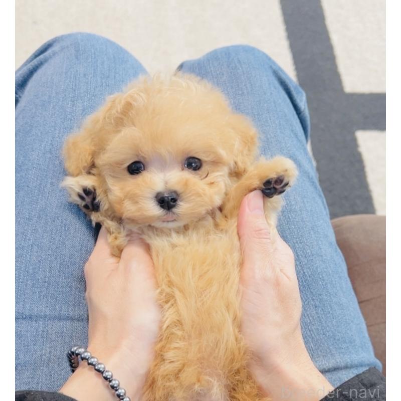 販売中の福岡県のミックス犬-425086の2枚目