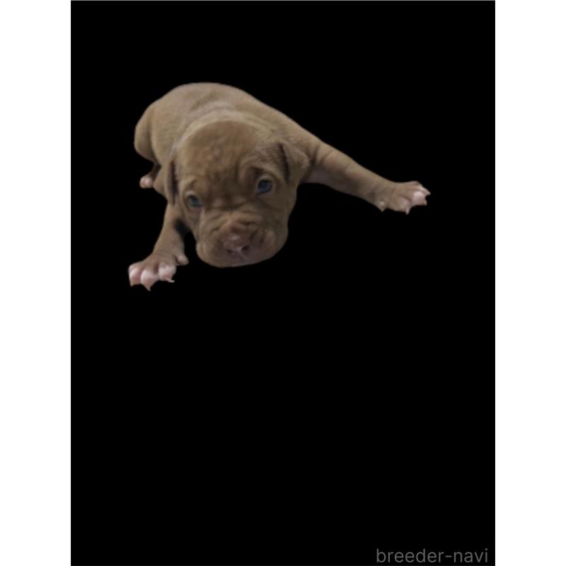 販売中の香川県のアメリカンブリー-423590の5枚目