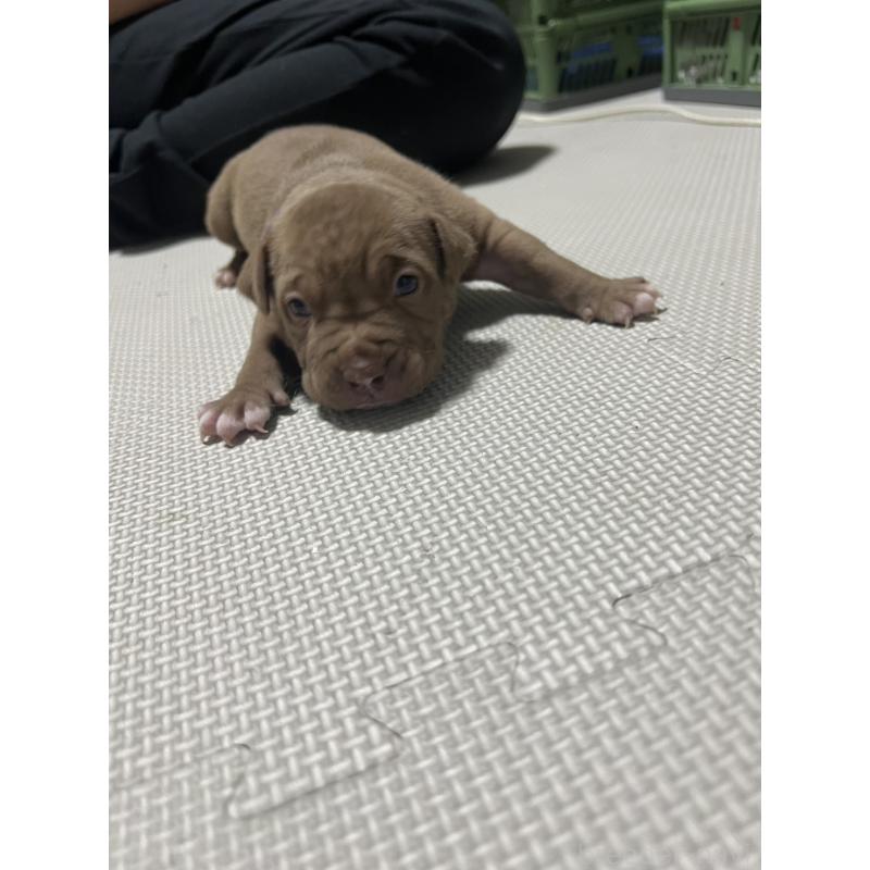 販売中の香川県のアメリカンブリー-423590の4枚目