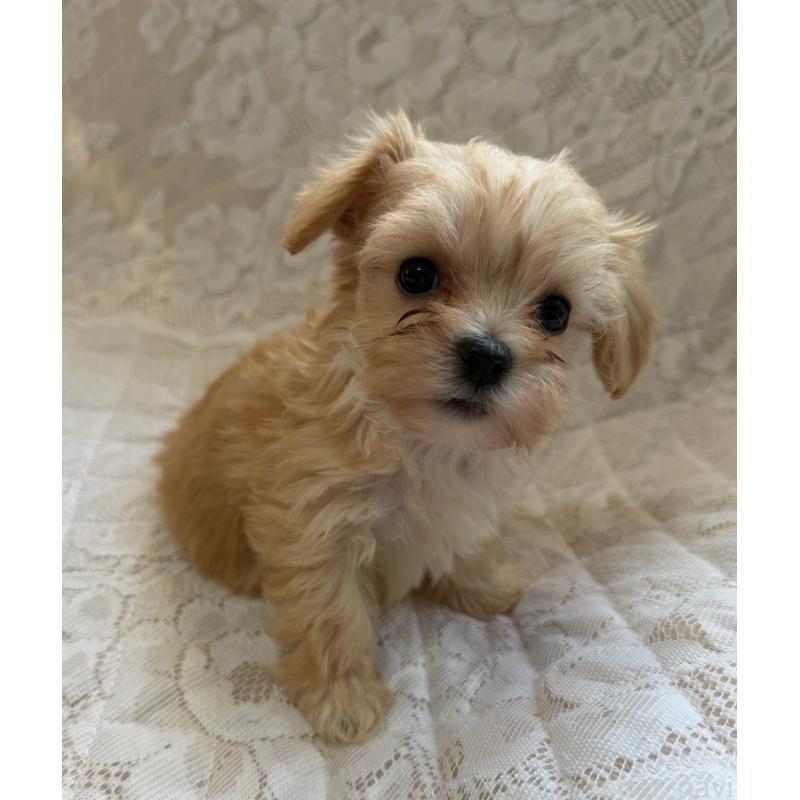 販売中の茨城県のマルプー:マルチーズ×トイプードル-425087の4枚目