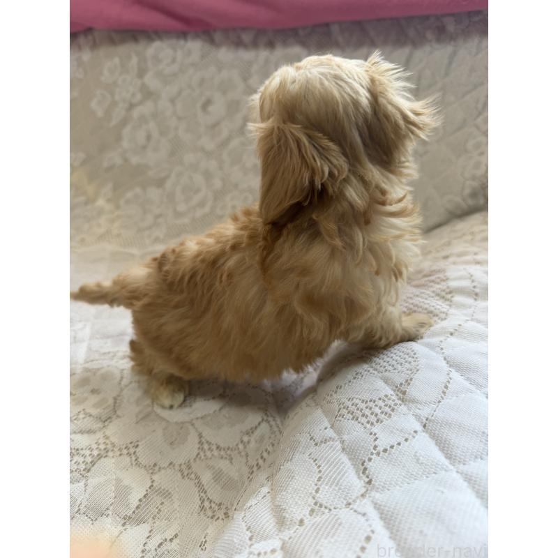 販売中の茨城県のマルプー:マルチーズ×トイプードル-425087の3枚目