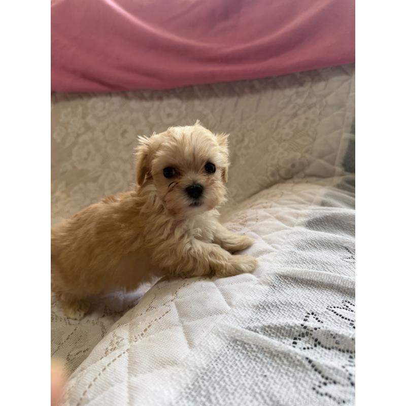 販売中の茨城県のマルプー:マルチーズ×トイプードル-425087の2枚目