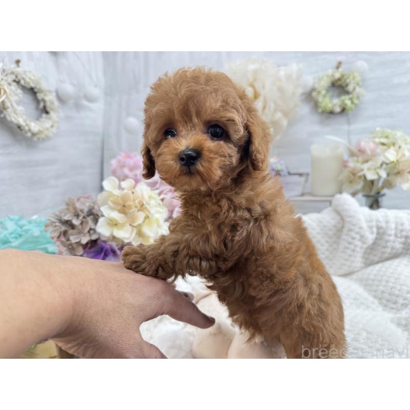 販売中の京都府のタイニープードル-420776