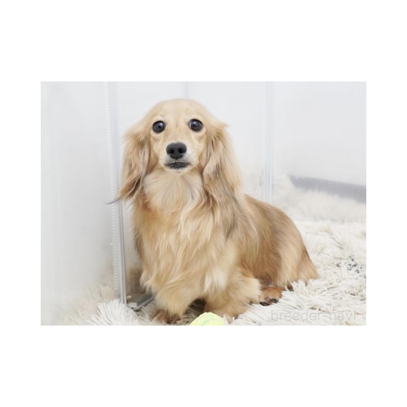 レンゲちゃん1枚目