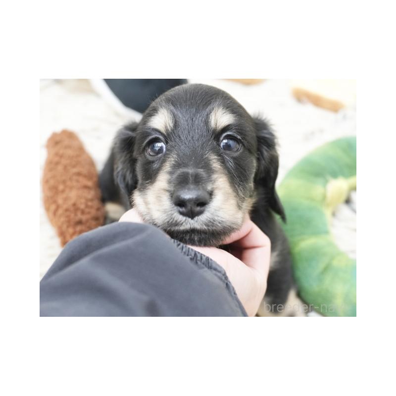 販売中の兵庫県のカニンヘンダックスフンド(ロングヘアード)-425089