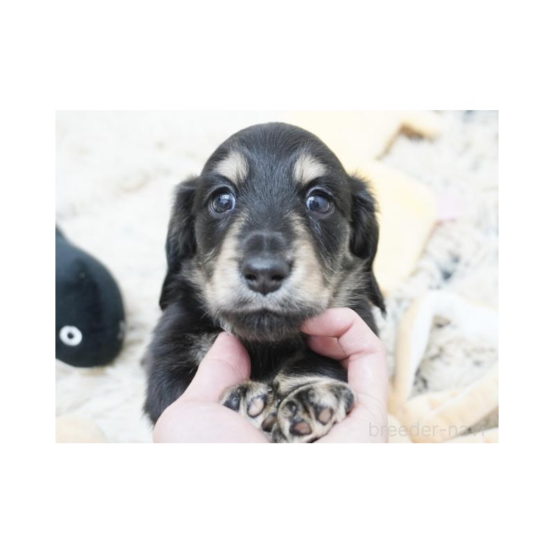 販売中の兵庫県のカニンヘンダックスフンド(ロングヘアード)-425089の2枚目