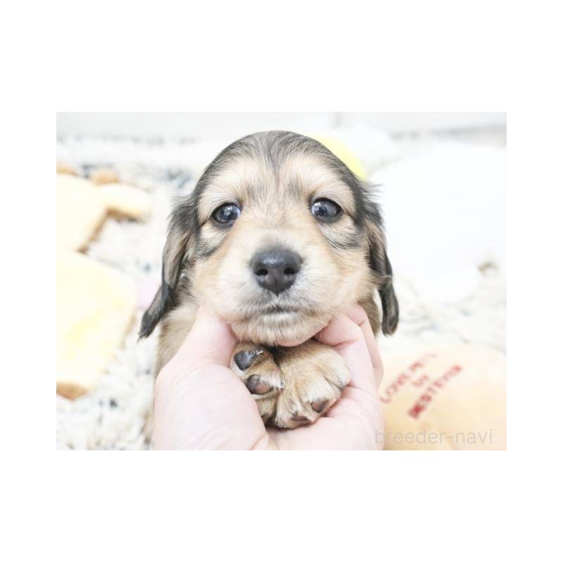 販売中の兵庫県のカニンヘンダックスフンド(ロングヘアード)-425090の3枚目