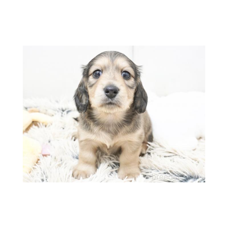 販売中の兵庫県のカニンヘンダックスフンド(ロングヘアード)-425090の2枚目